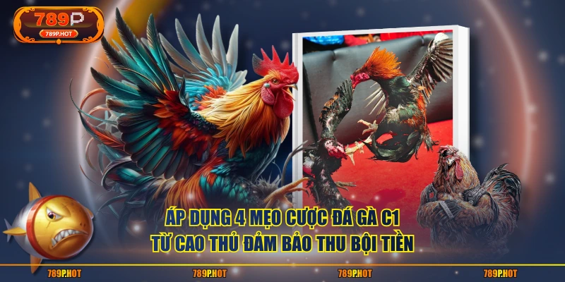 Áp dụng 4 mẹo cược đá gà C1 từ cao thủ đảm bảo thu bội tiền